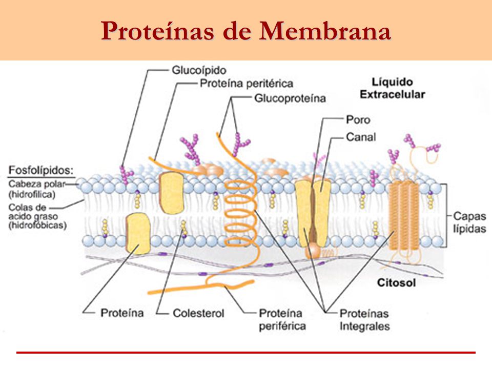 Tipos-de-Proteínas-3