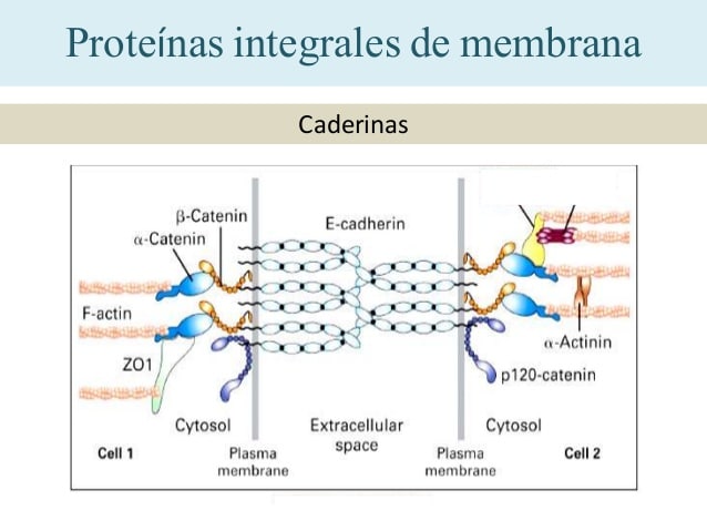 Tipos-de-Proteínas-8